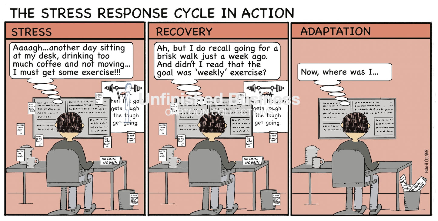 Stress response cycle